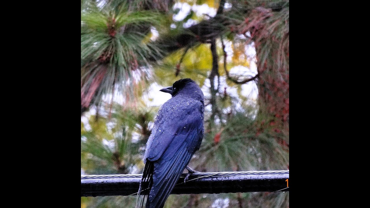 Crow Drops in For A Snack - YouTube