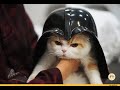 "Империя кошек"