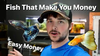 Fish That Can Make You Money