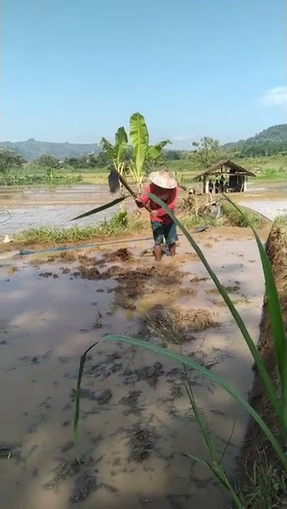 mencangkul sawah