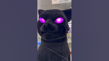 Animated Velvet Cat💊CVS 2025!