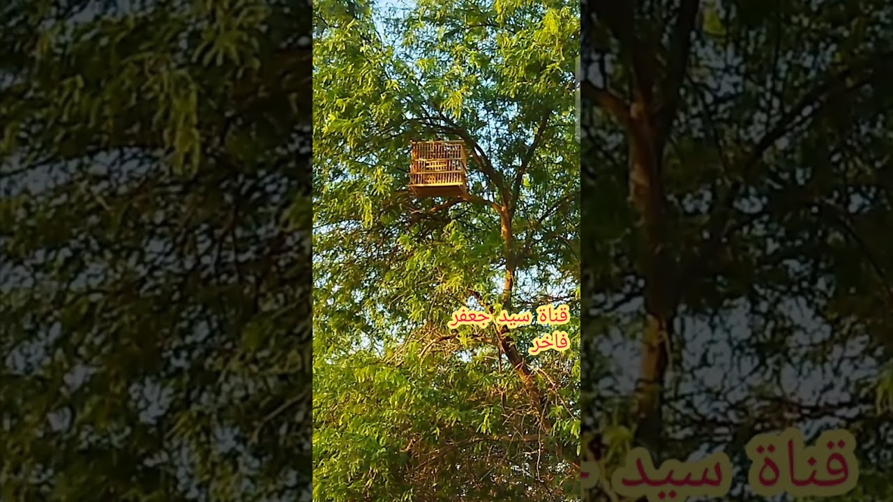 تغريد بلبل وحشي(ندهات أنثى بلبل مجربة لتحريك البلابل الوحشية العنيدة 