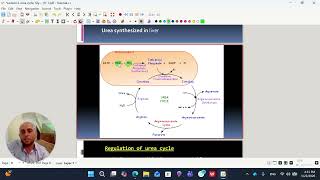 urea cycle