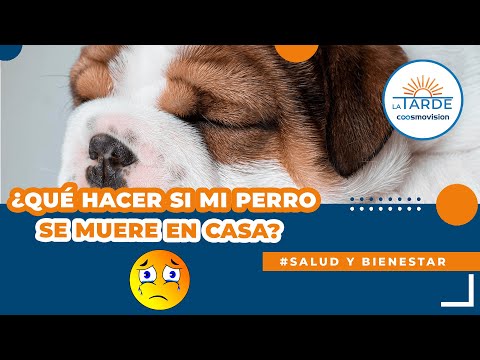 Video: Qué hacer cuando tu perro muere en casa