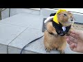 飼い主に外に出すよう求めたのに思ったよりも寒かったプレーリードッグ