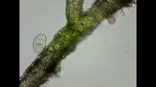 3D Printed Openflexure Microscope First Tests