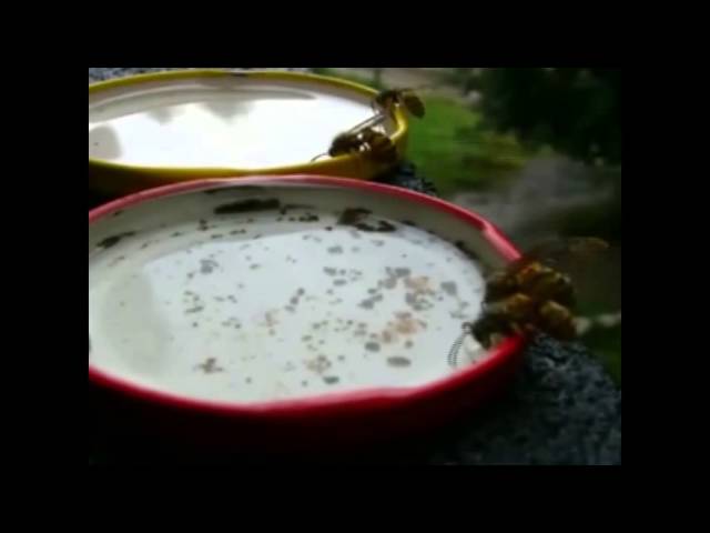 Как бороться с осами на своем участке