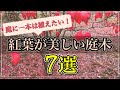 お庭に一本は植えたい！個人邸におすすめ！紅葉が美しい庭木7選【落葉中低木】