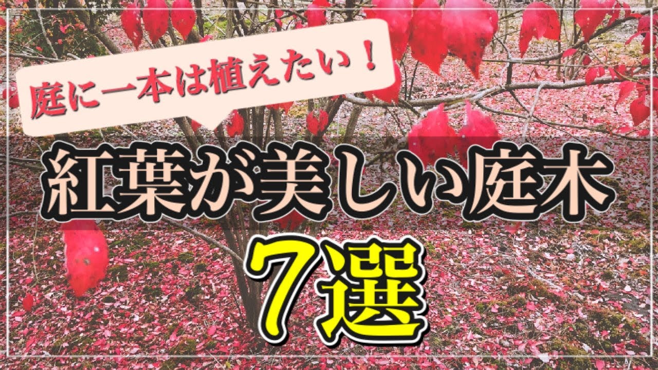 お庭に一本は植えたい 個人邸におすすめ 紅葉が美しい庭木7選 落葉中低木 Youtube