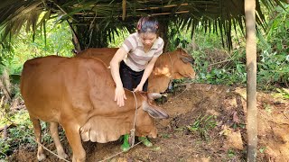 Making a temporary barn for cows | Ly Thi Duyen