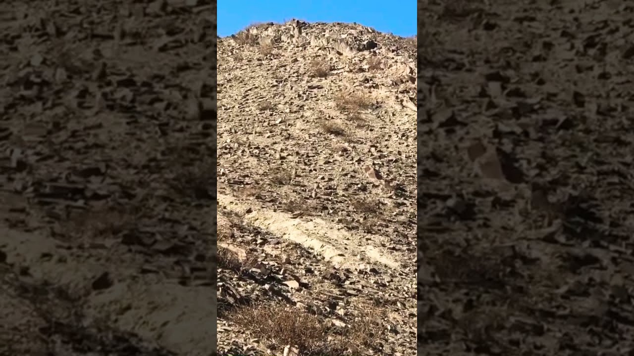 Hunting Bird | SeeSee Partridge Birds | Hunting Birds In Bolan Balochistan Mountains