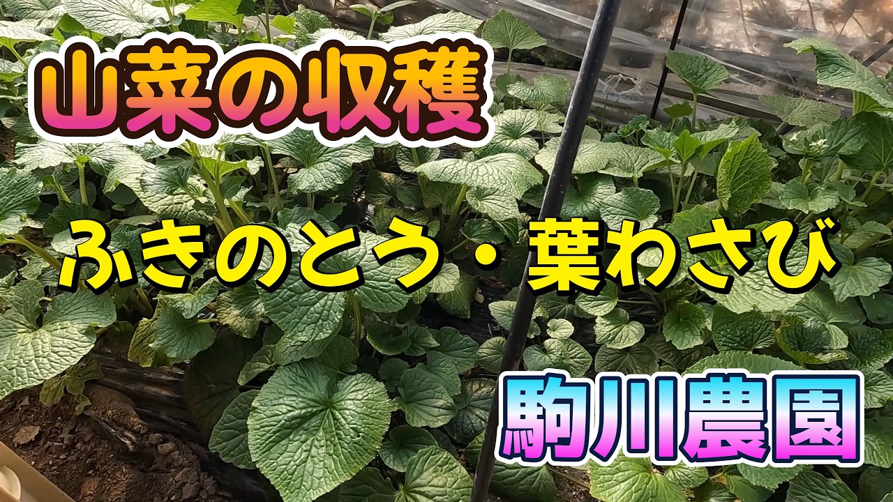 山菜の収穫　ふきのとう・葉わさび　駒川農園　26.3.1