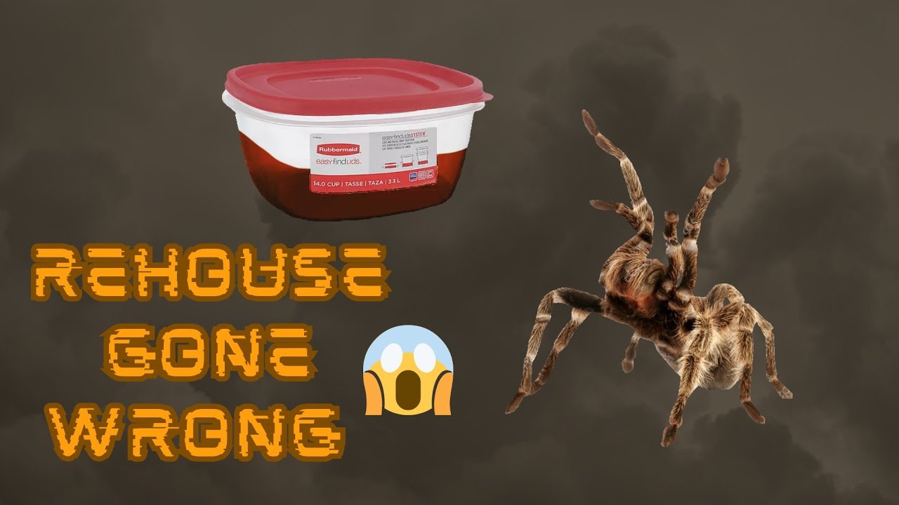 Tarantula Rehouse | Chilean Rose Hair