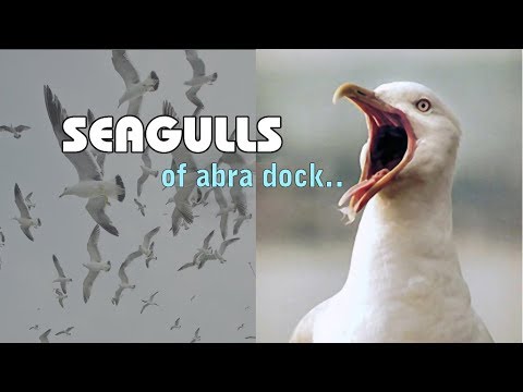 video phone beyonce mp3 SEAGULL BIRDS/ Beautiful Seabirds / Seagull of Abra Dock / Silver Gulls / Short Documentary