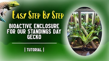 Building A Bioactive Enclosure For Our Standings Day Gecko | Step By Step Tutorial