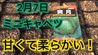 農業 家庭菜園 ミニ キャベツ栽培準備 Youtube