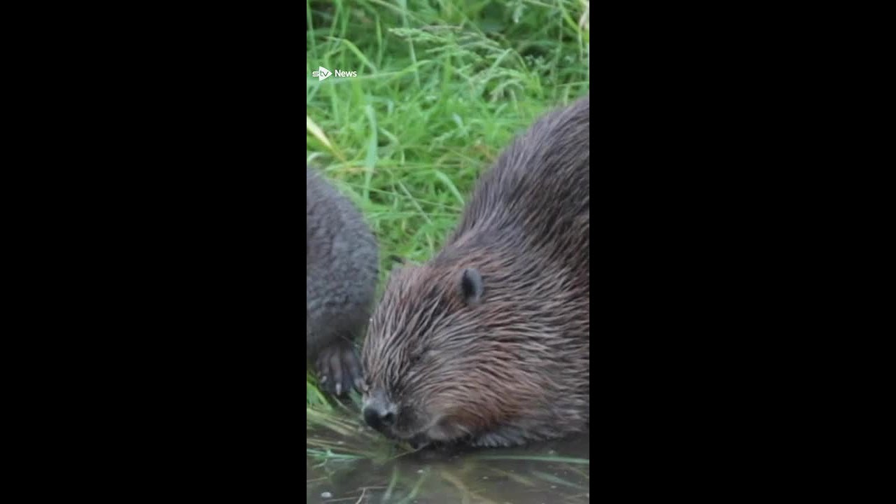 Scots want public bodies to 'step up action' to boost beavers. 