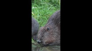 Scots want public bodies to 'step up action' to boost beavers. #beavers #stv #stvnews #scottishnews