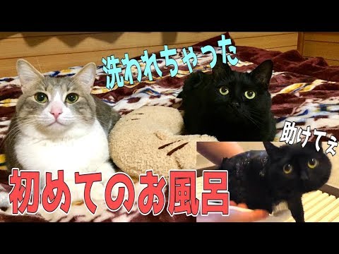 黒猫の女の子の初めてのお風呂 体を洗われ泣き叫ぶ Youtube 黒猫の女の子の初めてのお風呂 体を洗われ泣き叫ぶ Youtube