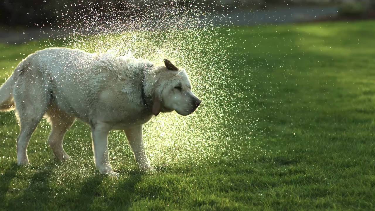 Big R Dog Sprinkler YouTube
