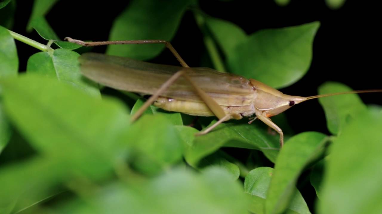 耳鳴り オケラ クビキリギス へんぽらいの祭り談義