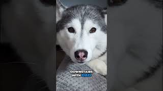 My Dog Is Scared of the Oven, even if its off!