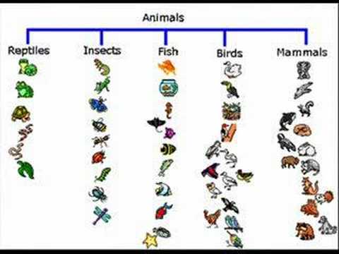 Different kind of animal. Млекопитающие животные птицы. Млекопитающие рыбы птицы. Classification of animals. Животные классификация для детей.