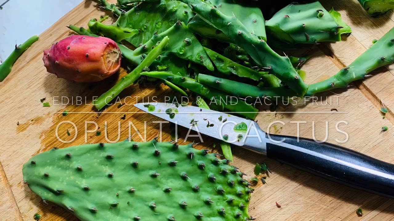 How to clean and eat Opuntia Cactus (Nopal) Fruit and Pads YouTube