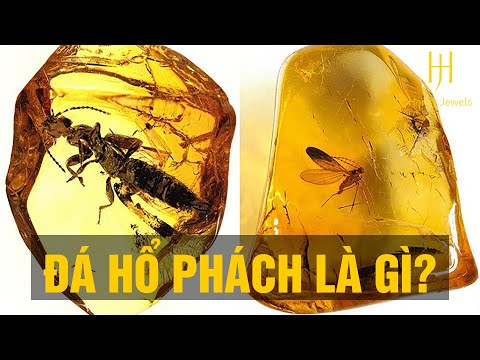 Video: Hổ Phách Là Một Loại đá Quý Khác Thường