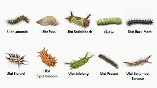All the Most Horrifying and Dangerous Types of Caterpillars That Will Make Your Hair Stand on End!