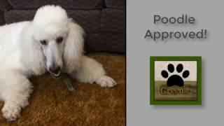 Greenies for Dogs Review | Standard Poodle Owner by Standard Poodle Owner 1,356 views 7 years ago 3 minutes, 27 seconds