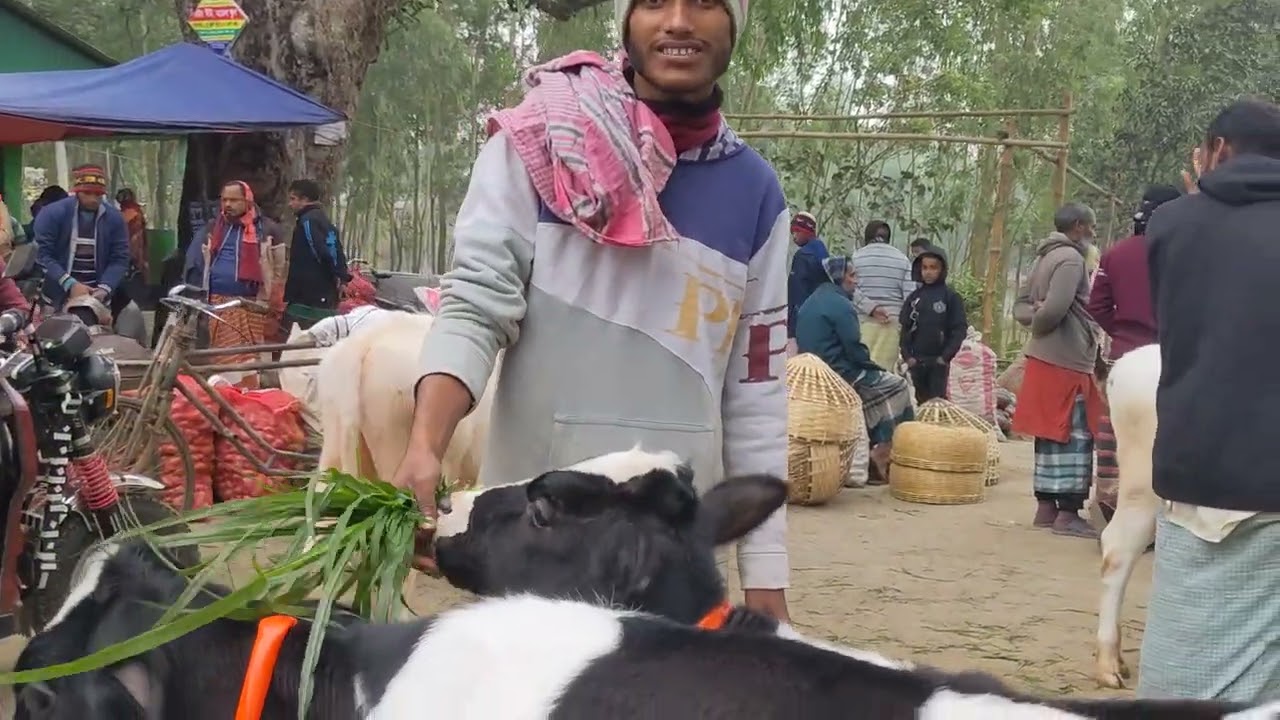 ৪/০১/২৬ ডাকুমারা হাটে  খামার উপযোগী ফিজিয়ান বকনার কিছু তথ্য দেওয়ার চেষ্টা ০১৭৭০ ৮৭৯২৭৩