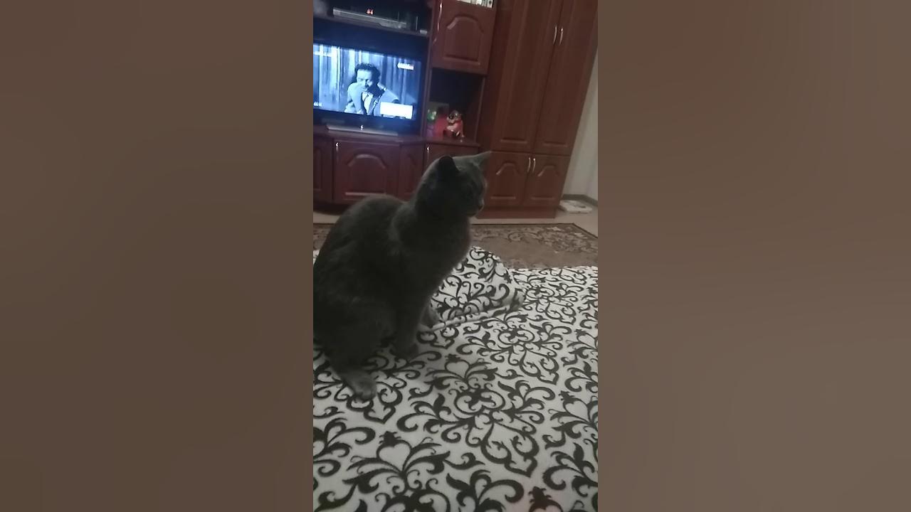 Окрас карпати у кошек. Коты с геномом человека. Кот генсух. Фото котика из геншин. Кот гена.