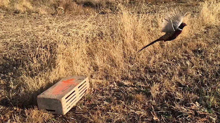 Pheasant taking flight slow motion