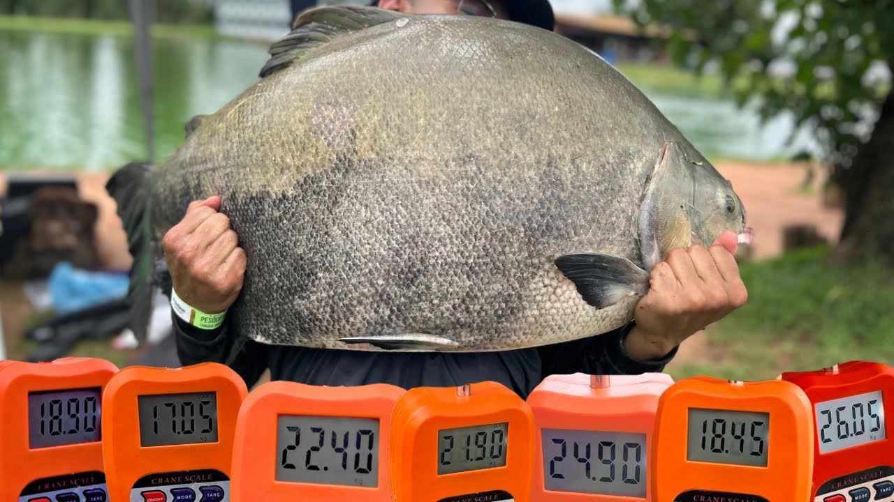 A MELHOR PESCARIA DAS NOSSAS VIDAS, ATÉ O MOMENTO! - PESQUEIRO DO ITALIANO 