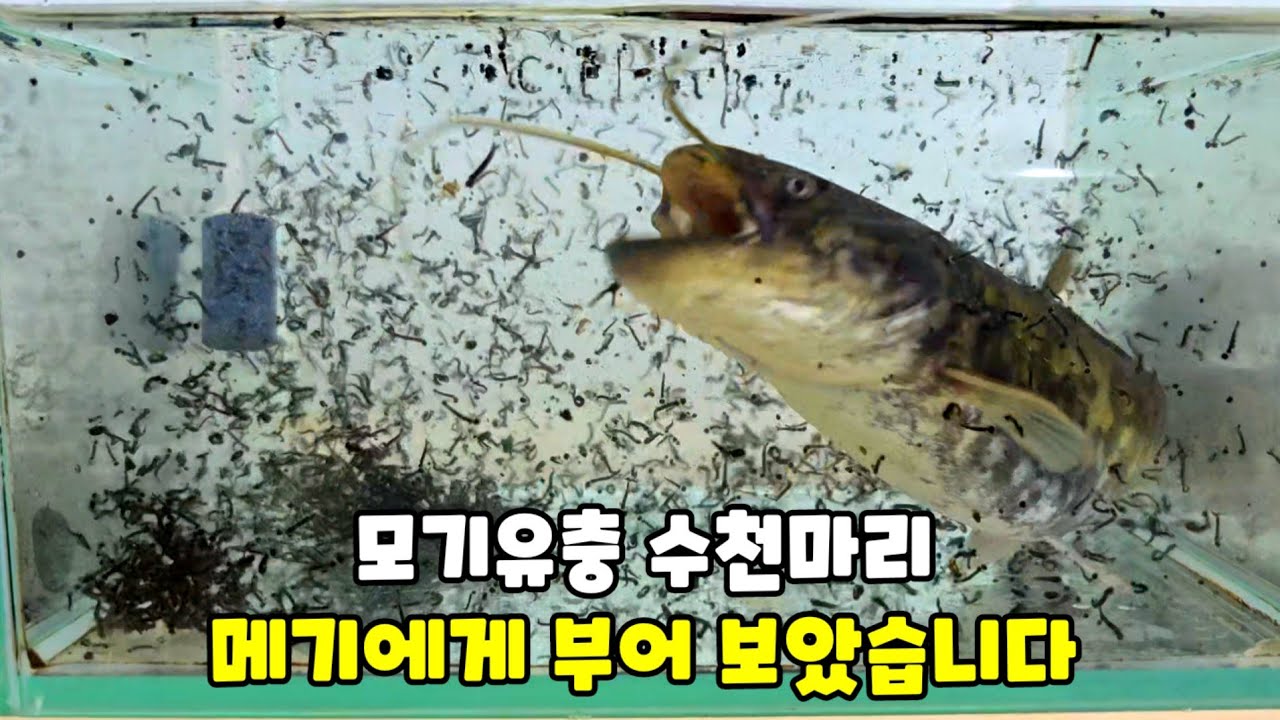 모기유충 수천마리 메기에게 부어 보았습니다