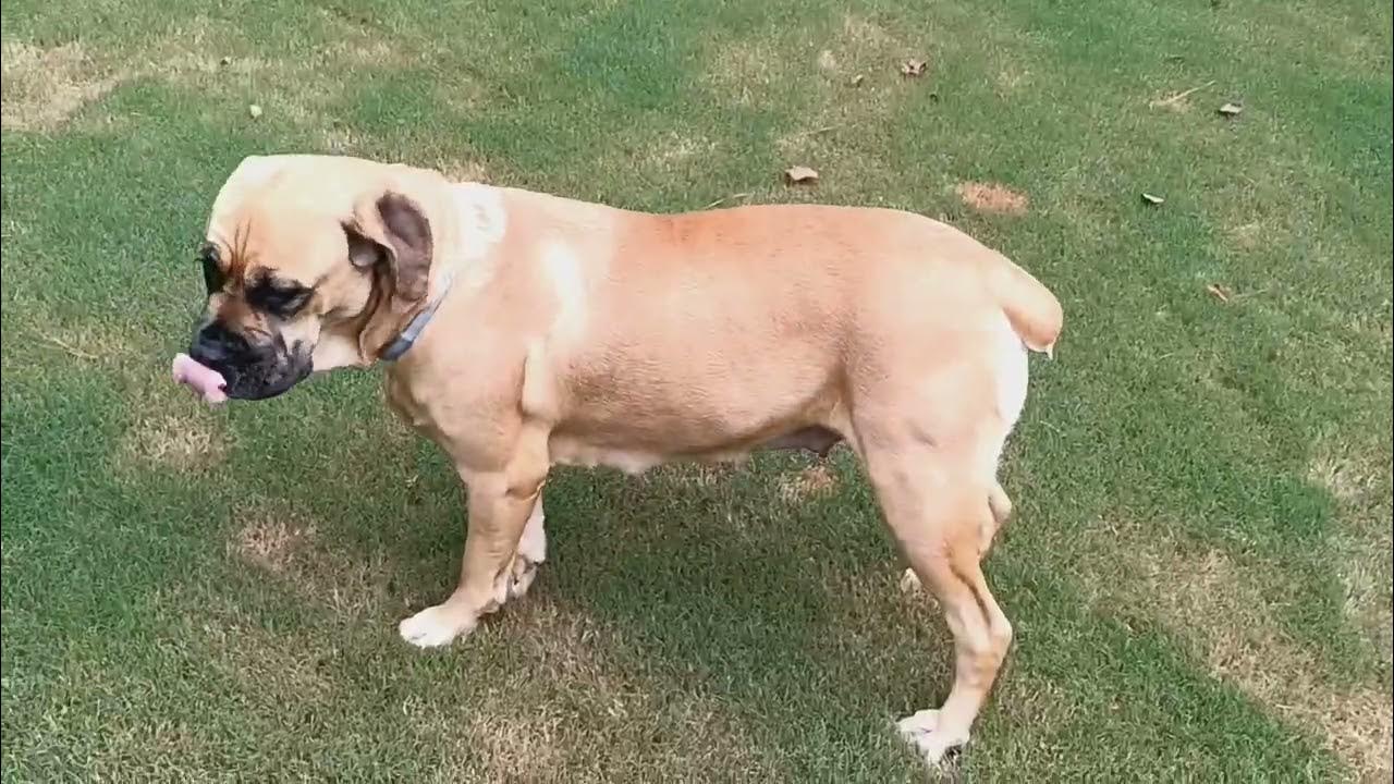 Pregnant dog Cane Corso YouTube