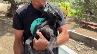 This 2 Abandoned Puppies tried to Kill a Sheep to Survive!  Takis Shelter