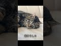 うちの猫がいつも白目を向いている理由 #保護猫 #野良猫 #cat