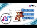 Урок №8. "Мужская половая система. Строение и особенности"