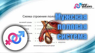 Урок №8. &quot;Мужская половая система. Строение и особенности&quot;