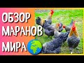 ПОРОДА КУР МАРАНЫ - ЧТО МЫ ЗНАЕМ О НИХ ❓ ПРИЗНАННЫЕ ОКРАСЫ - Читайте описание к ролику📝