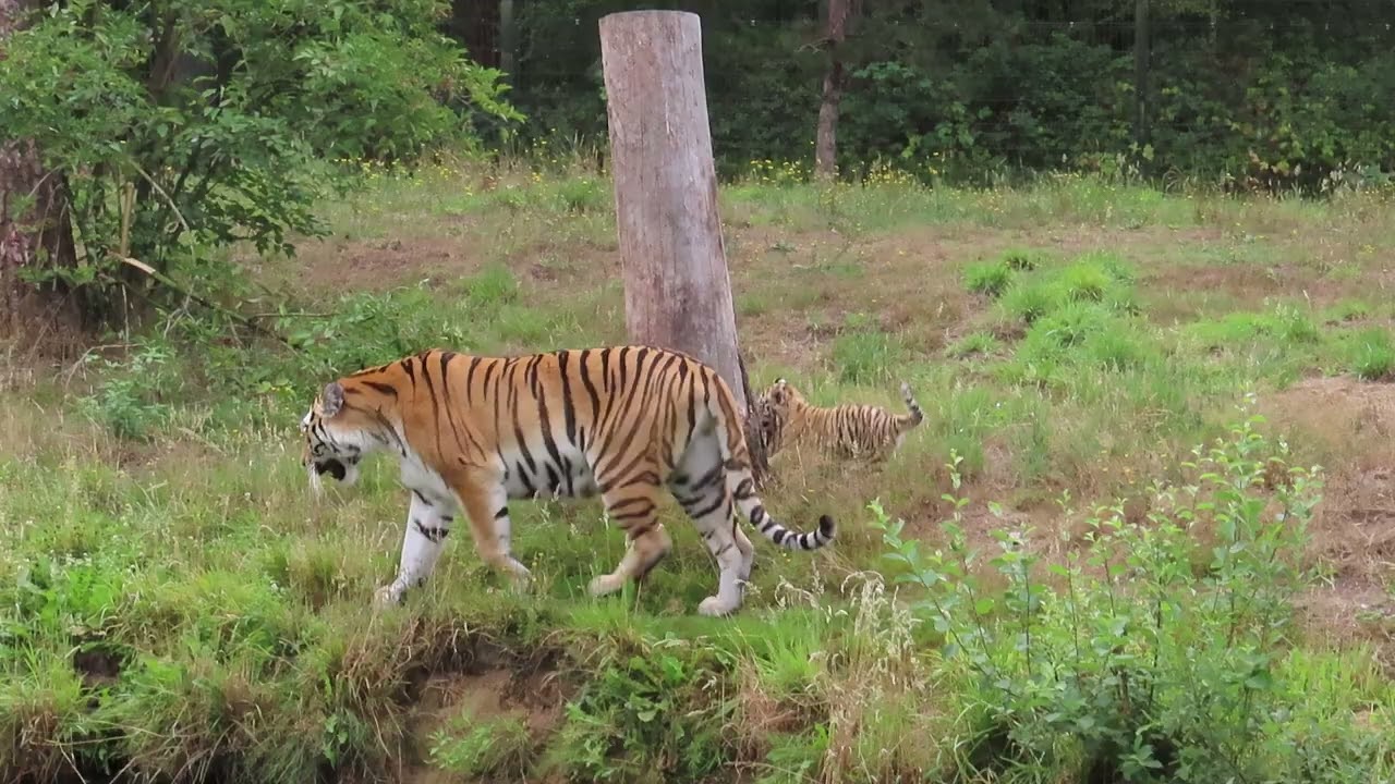 Siberische tijgerwelpen volgen hun moeder.