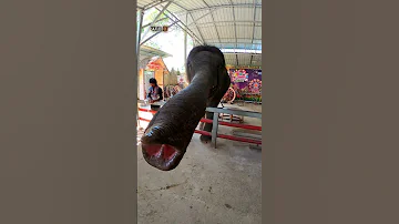 КАКУЮ ПЕНСИЮ 💰 ПОЛУЧАЕТ СЛОН 🐘 В ТАИЛАНДЕ❓  #таиланд, #путешествие, #слоны, #shorts, #пхукет