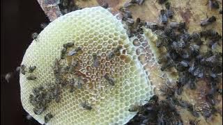4819ul2 How a bee family arranges a nest for wintering is worth seeing...2025r0917.