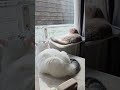 #sarang #cutecat #britishshorthair #pets #สงกรานต์