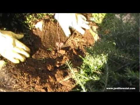 Vídeo: Quines Flors Sense Pretensions Per Plantar En Un Jardí