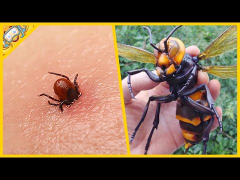 Video: Cele mai mari insecte din lume: fotografie