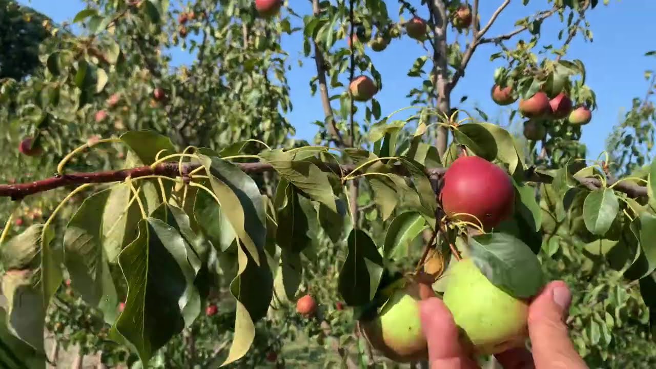 Summercrisp Pear on OHxF 87 - Cummins Nursery - Fruit Trees