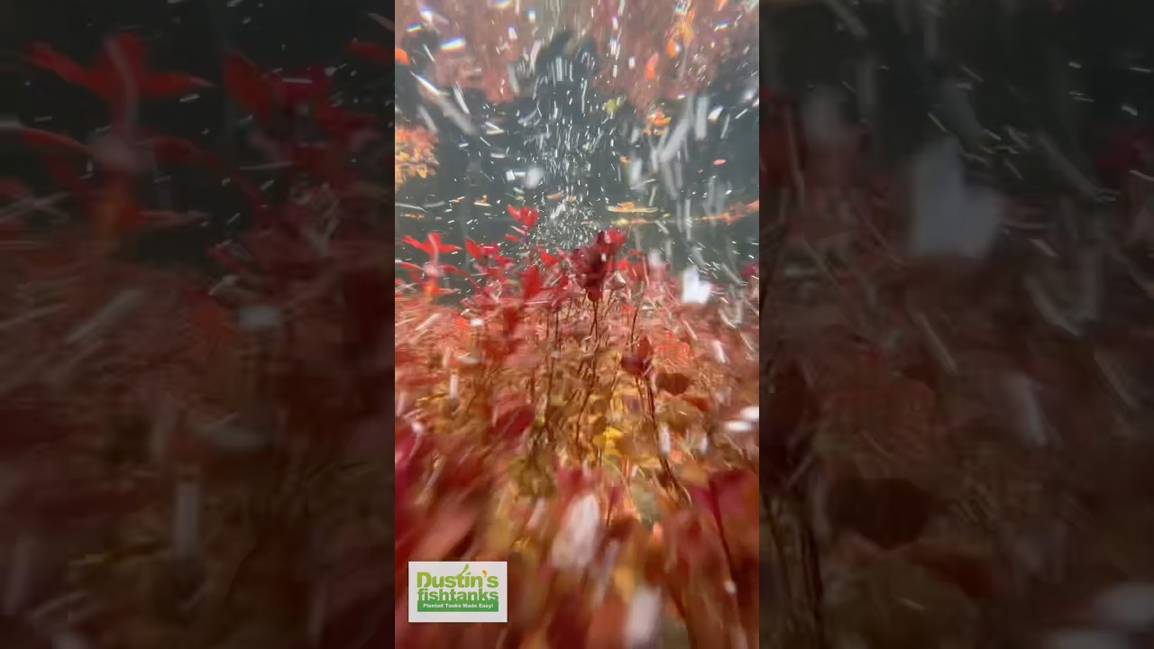 🫧 LUDWIGIA Triple Red